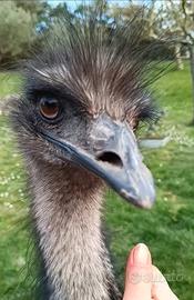 Emù maschio tre anni