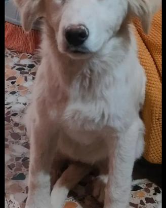 Pastore abruzzese maremmano femmina
