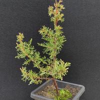 bonsai di cipresso sempreverde 01 