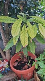 pianta avocado