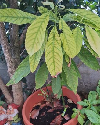 pianta avocado
