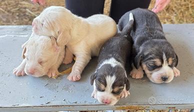 Beagle