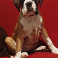 Cucciolo di boxer