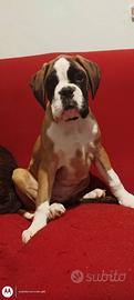 Cucciolo di boxer