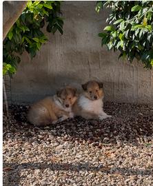 Cucciolo pastore Scozzese con pedigree