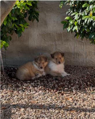 Cucciolo pastore Scozzese con pedigree