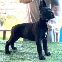 Cane Corso