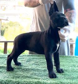 Cane Corso