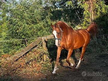 Cavallo Psa arabo fattrice