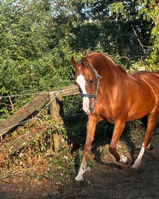Cavallo Psa arabo fattrice