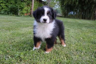 Pastore australiano/ australian sheperd