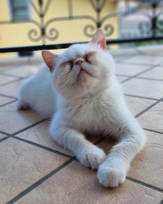 Cuccioli Persiani Exotic Shorthair