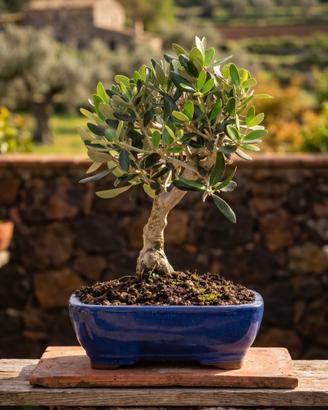 Bonsai di Olivo Silvestre, Esemplare Unico 23 Anni