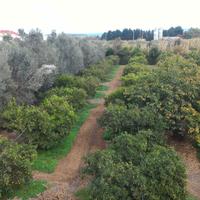 Terreno Agricolo Clementine Arance Uliveto Vigna
