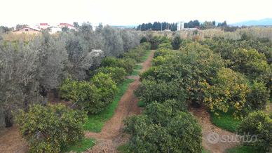 Terreno Agricolo Clementine Arance Uliveto Vigna