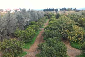 Terreno Agricolo Clementine Arance Uliveto Vigna