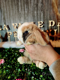 Conigli nani - MINILOP (con occhi azzurri)