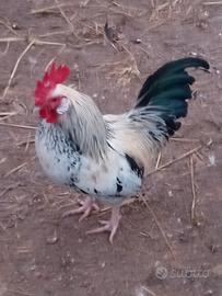 Galletti ornamentali