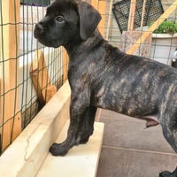 Cucciolo bullmastiff