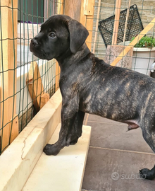 Cucciolo bullmastiff