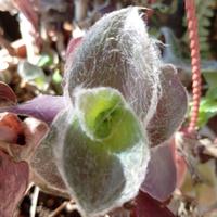 Talea Trandescantia Pale puma