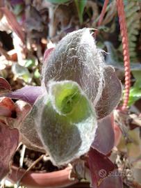 Talea Trandescantia Pale puma