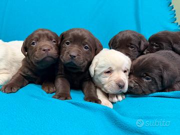 Labrador retriver chocolate con pedigree