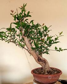 Pre bonsai melograno da fiore (Punica granatum) #1