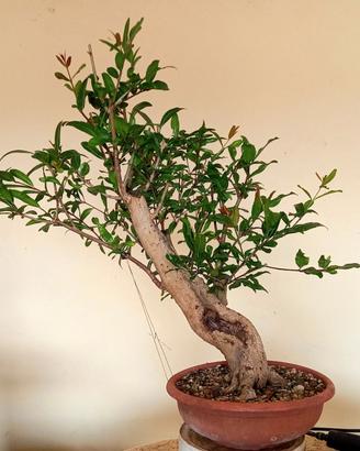 Pre bonsai melograno da fiore (Punica granatum) #1