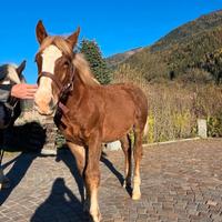 Puledro Noriker