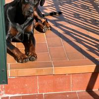Dobermann per accoppiamento