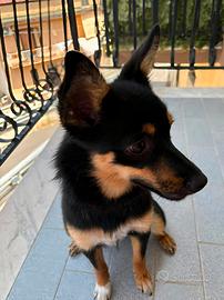 Cane Pinscher Austriaco