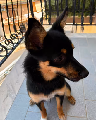 Cane Pinscher Austriaco