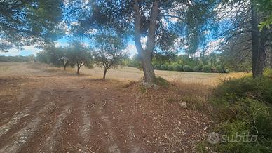 terreno agricolo Sant' Andrea Frius loc. cixedu