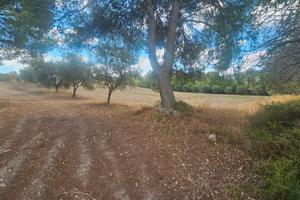 terreno agricolo Sant' Andrea Frius loc. cixedu