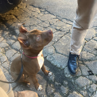 Cucciola di Pitbull