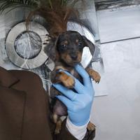 Bassotto arlecchino kaniken