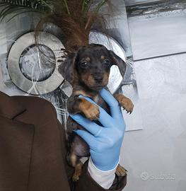 Bassotto arlecchino kaniken