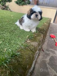 Shitzu cucciolo maschio