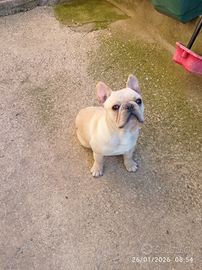 Bulldog Francese maschietto