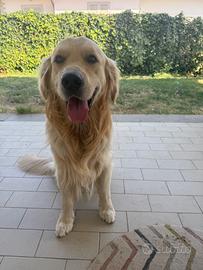 Disponibile Golden retriever per monta