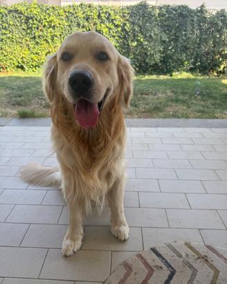Disponibile Golden retriever per monta
