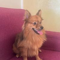 Cucciolo di pomeriana