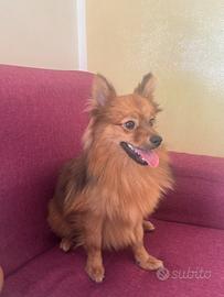 Cucciolo di pomeriana