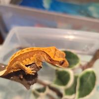 Geco ciliatus