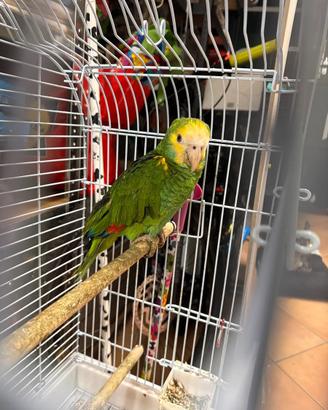 Amazzone spalle gialle (barbadensis)