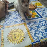 Cuccioli di maltese