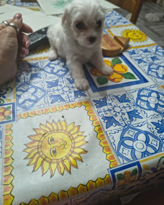 Cuccioli di maltese