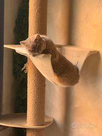 Gatta Scottish Straight