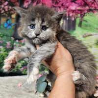 Maine Coon Femmina Blu Crema Silver TICKED , TOP